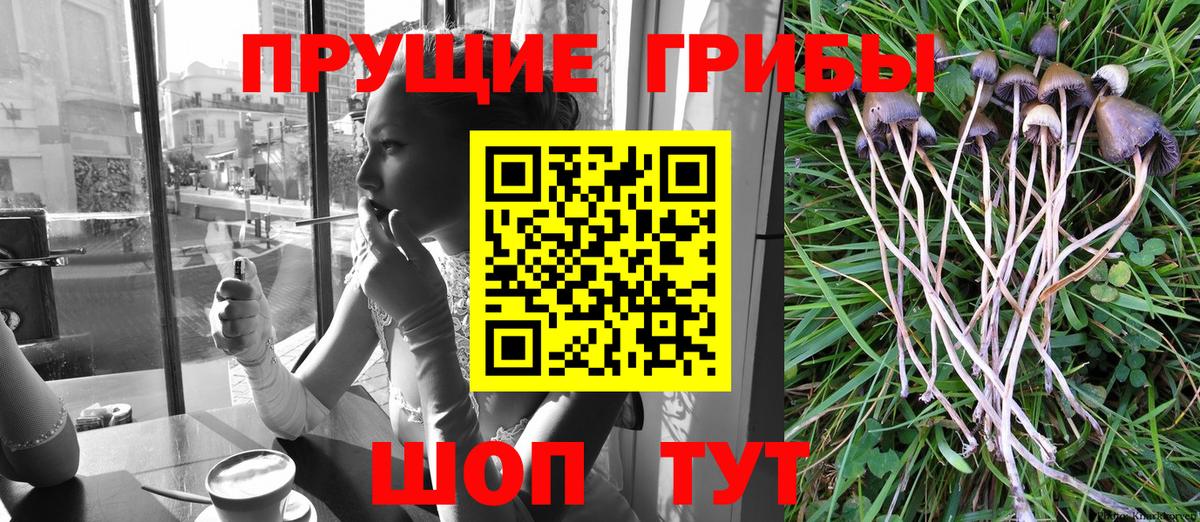 Псилоцибиновые грибы Psilocybe  Вход с VPN  где продают   Ачинск  Псилоцибиновые грибы Psilocybine cubensis 